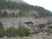 Pinos sobre lava. Santa Lucia, Las Palmas